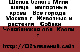 Щенок белого Мини шпица , импортные крови - Все города, Москва г. Животные и растения » Собаки   . Челябинская обл.,Касли г.